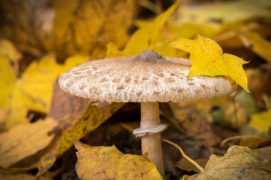 Şemsiye mantar yapraklı orman