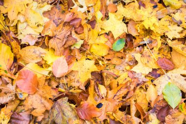 Renkli düşmüş kayın ve akçaağaç yaprakları kökenli