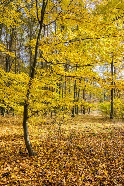 Outono dourado incrível na floresta de faia — Fotografia de Stock