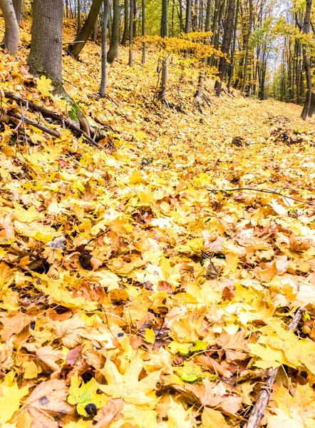 Дорога крізь осінній ліс з опалим листям — стокове фото