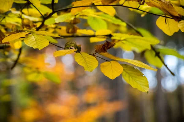 Herfst beuken bladeren met verbazingwekkende kleurrijke onscherpe achtergrond — Stockfoto
