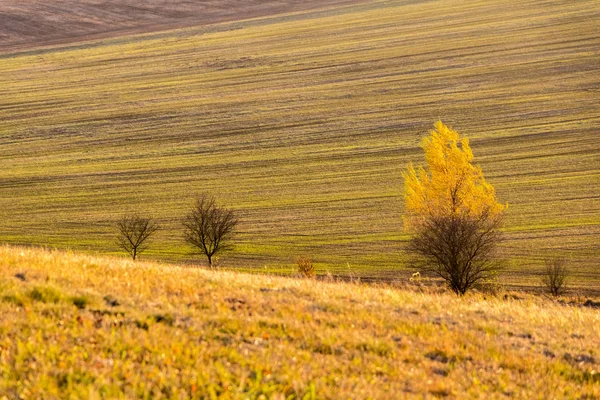 Осенние деревья в красочных сельхозугодий — стоковое фото