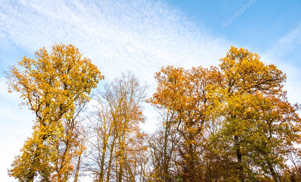 Amazing autumnal landscape with colorful trees