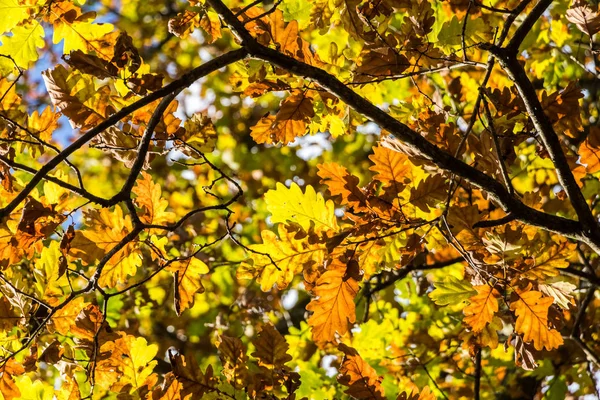 Hojas de roble de color otoñal en sol de contraluz —  Fotos de Stock