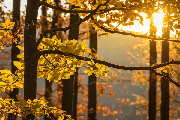 Puesta de sol en el bosque con hojas de haya otoñales — Foto de Stock