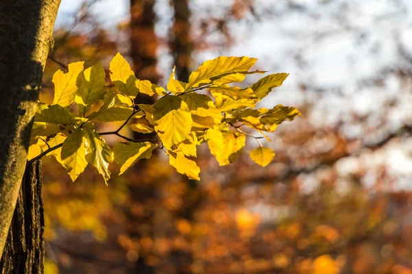 Hojas de haya amarillas con fondo borroso en bosque otoñal —  Fotos de Stock