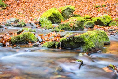 Ayrıntı creek ve sonbahar ormandaki yosunlu taşlar
