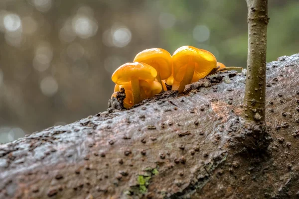 Edible mushrooms known as Enokitake with blurred background