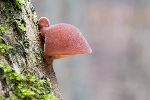 Detail shot of amazing edible mushrooms known as Jews ear — Stock Photo, Image