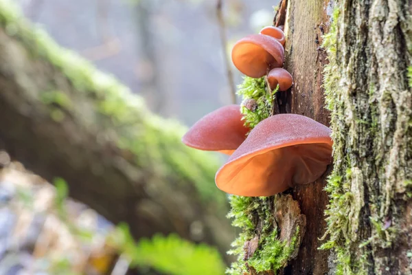 Edible mushrooms known as Jelly ear — Stock Photo, Image