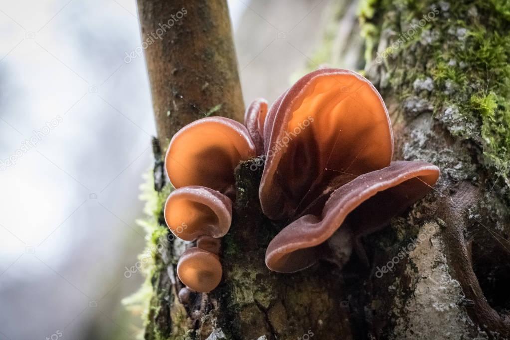 Closeup shot of edible mushrooms known as Wood ear