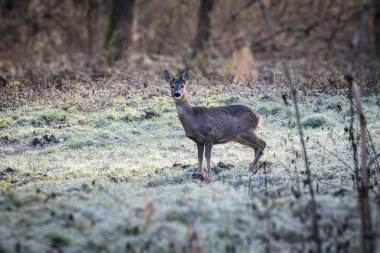 Erken kış ormandaki Avrupa doe