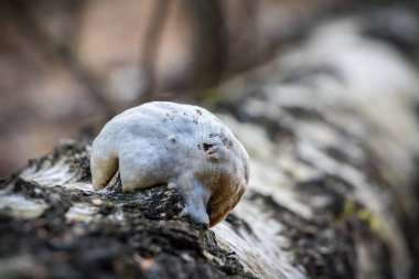 Huş mantarı - woodsfailing, yenilebilir, sağlıklı mantar