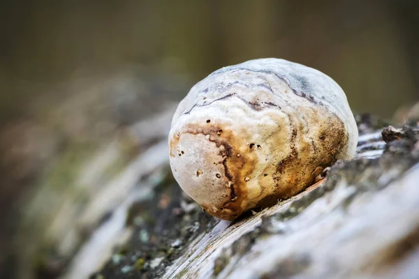 Piptoporus 后-woodsfailing、 可食的、 健康的蘑菇 — 图库照片