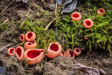 Sarcoscypha austriaca - mantar Scarlet elfcup bilinen