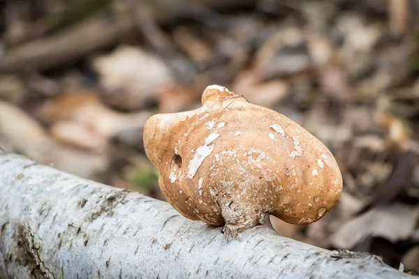 Piptoporus 后-woodsfailing、 可食的、 健康的蘑菇 — 图库照片