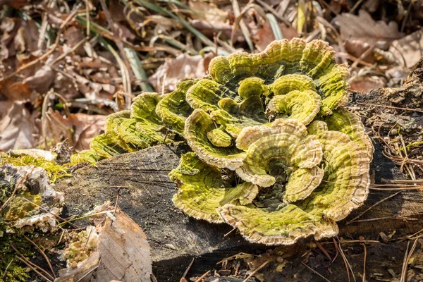 Cogumelo de poliporo Trametes versicolor — Fotografia de Stock