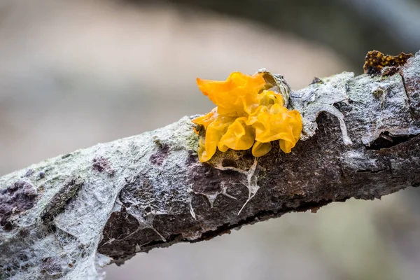 Tremella mesenterica-버섯 노란 뇌 라고 — 스톡 사진