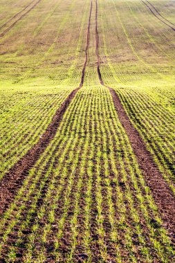 Bahar alan tahıl satırlarındaki takımıdır ile