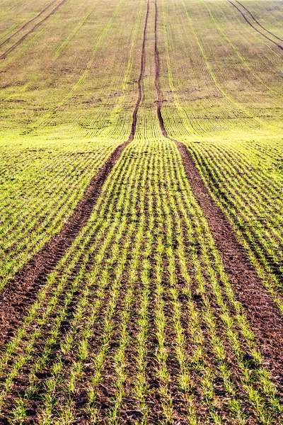 Spring field with germinating grain in lines — Stock Photo, Image