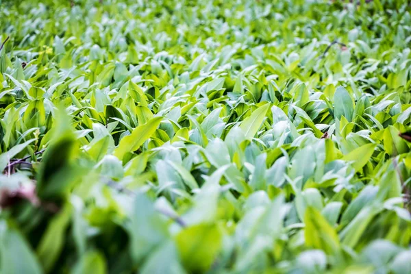 Allium ursinum known as bears garlic — Stock Photo, Image