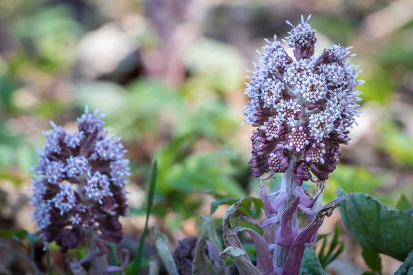 Close-up tiro de flor butterbur — Fotografia de Stock