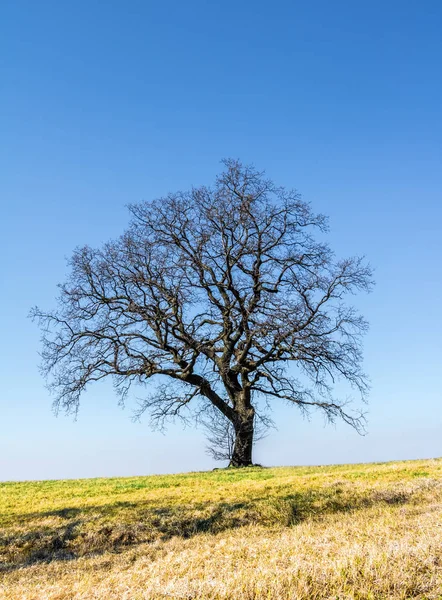 Árbol solitario de primavera en el horizonte —  Fotos de Stock