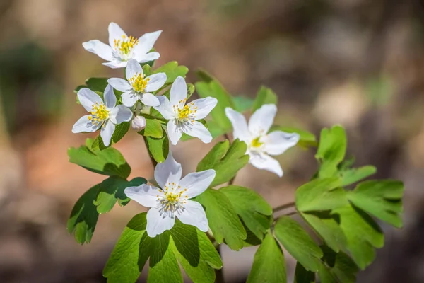 Flores blancas de madera anémona en detalle —  Fotos de Stock