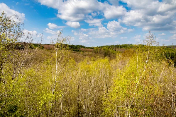 Spring birch grove and forest under blue sky — Stock Photo, Image