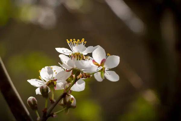 Цветущая вишня - весенний мотив с белыми цветами — стоковое фото
