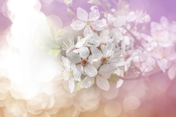 Flowering spring cherry tree with dreamy atmosphere — Stock Photo, Image