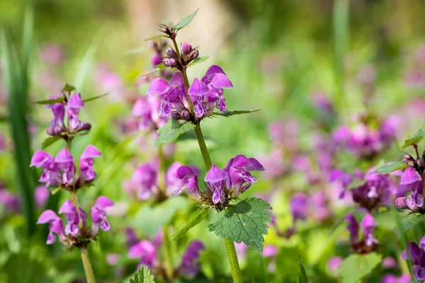 Floração Lamium maculatum também conhecido como dragão roxo — Fotografia de Stock