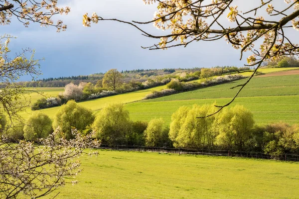 Frühlingslandschaft mit grünen Feldern und blühenden Kirschbäumen — Stockfoto
