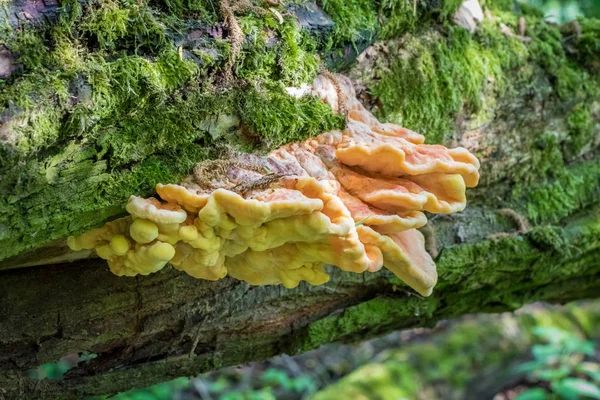 Edible mushroom Laetiporus sulphureus on tree trunk — Stock Photo, Image