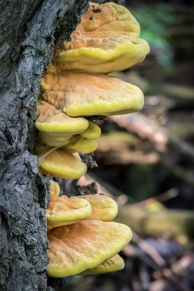 Деталь їстівного гриба Laetiporus sulphureus — стокове фото