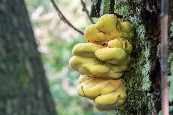 Cogumelo Laetiporus sulphureus vulgarmente conhecido como Frango de madeira — Fotografia de Stock