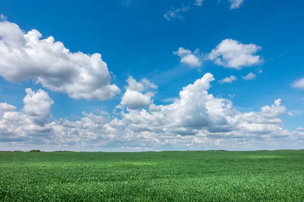 Spring or summer landscape with green meadow and blue sky — Stock Photo, Image