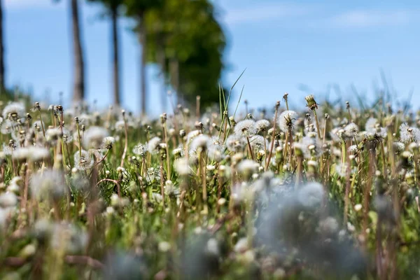 Meadow with faded dandelions — Stock Photo, Image