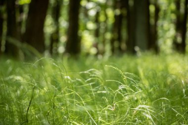 Güneşli bahar orman çim, ağaçlar ve arka plan bulanık