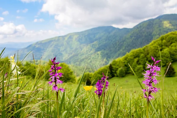 Orchidée pourpre précoce sur prairie de montagne de printemps — Photo