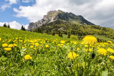 Çayır sarı karahindiba çiçek Dağı'nda bahar