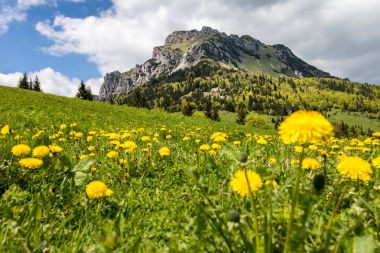 Karahindiba çiçek Dağı'nda çayır bahar ve büyük Rozsute zirve