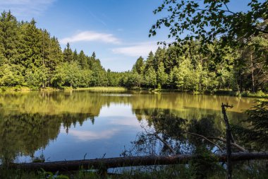 Gölet Ladin ormanı ve mavi gökyüzü