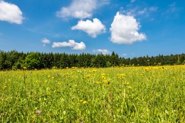 Yaz yatay, çiçekli çayır