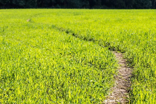 Sentiero dei piedi attraverso prato verde — Foto Stock