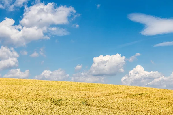 Fältet med korn majs och fantastiska blå himmel — Stockfoto