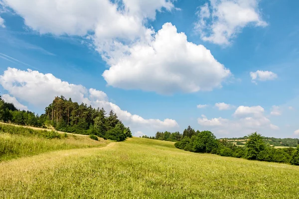 Zomer landschap met groene weide, bos en blauwe hemel — Stockfoto