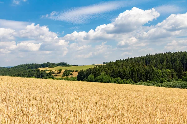 Feld mit goldenem Mais und grünem Wald unter blauem Himmel — Stockfoto