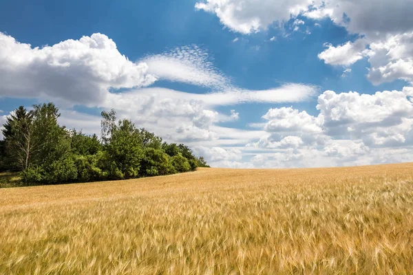 Lantliga sommarlandskap med fält av majs under blå himmel — Stockfoto