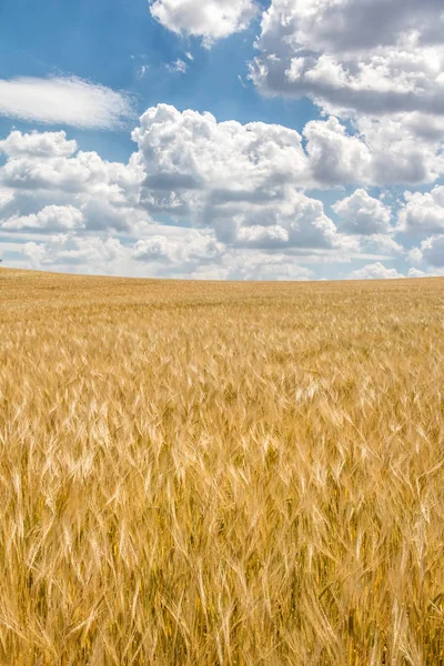 Minimalist shot of barley field under beautiful blue sky — Stock Photo, Image